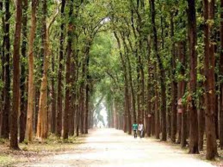 Kushmi Jungle